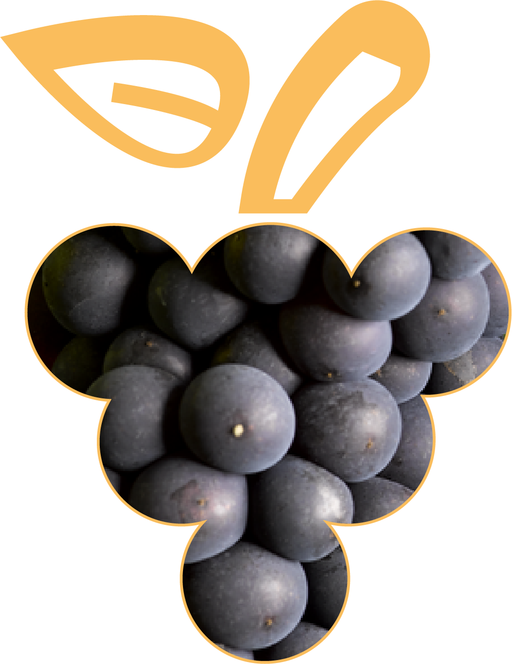 Photo de baies de Pinot Noir, cépage noble d'Alsace