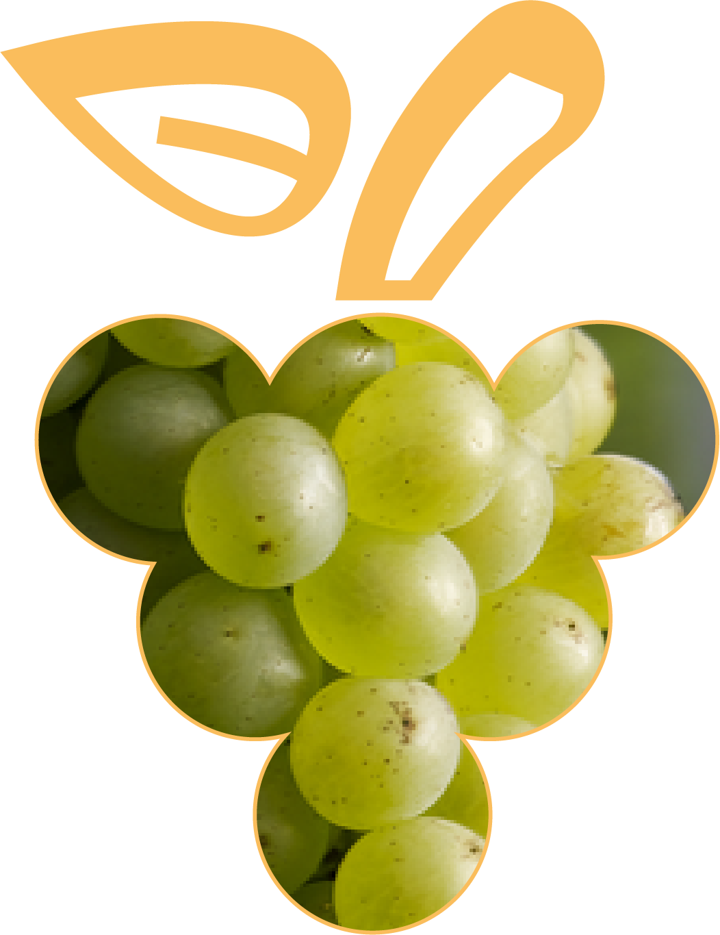 Photo des baies de Pinot Blanc, cépage noble d'Alsace