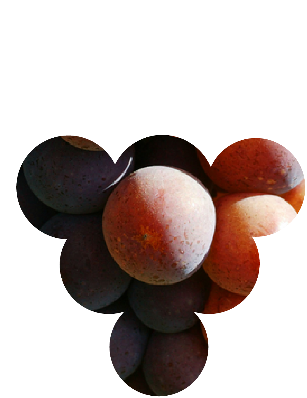 Photo des baies de Pinot Gris, cépage noble d'Alsace