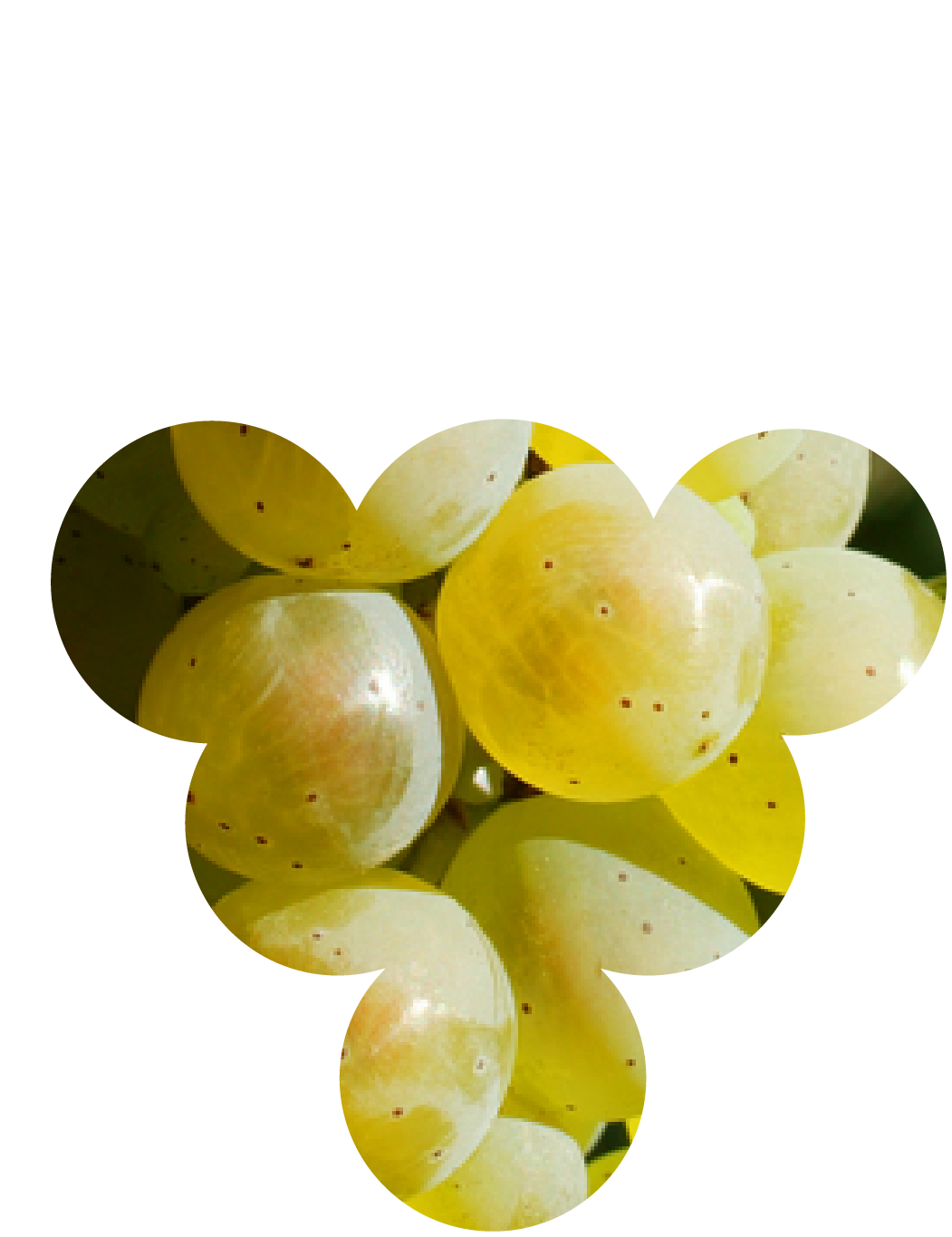 Photo de baies de Riesling, cépage noble d'Alsace