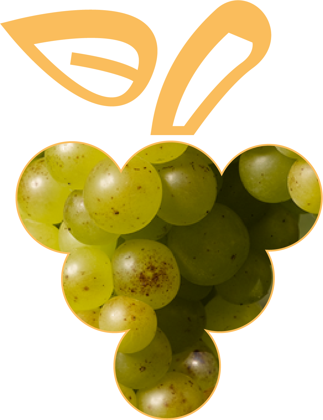 Photo des baies de Muscat petits grains, cépage noble d'Alsace