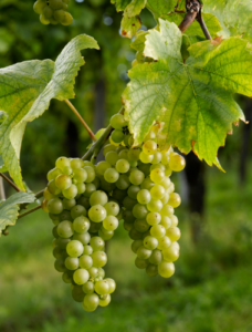 Viticulteur bio en Alsace