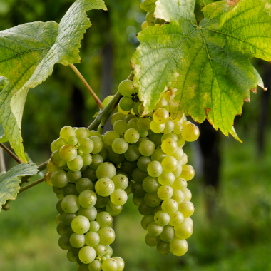 Viticulteur bio en Alsace