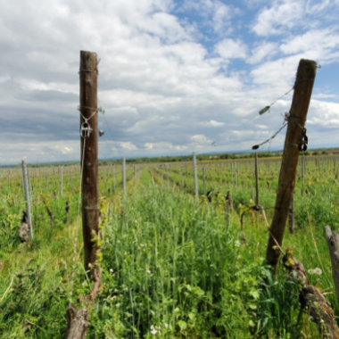 Vignoble d'alsace, viticulture en Alsace