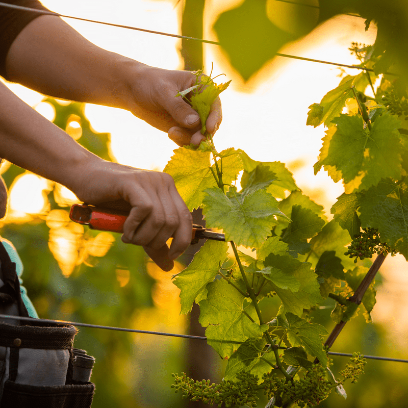 Vigneron BIO Alsace