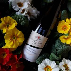 Pinot Gris d'Alsace BIO